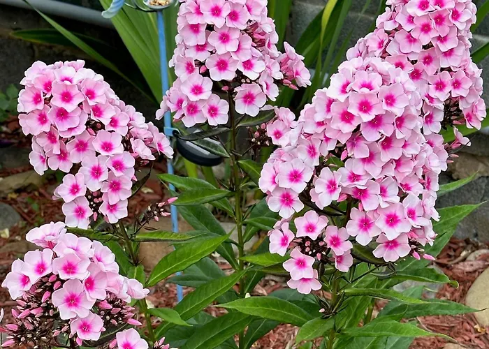 Motel: Nation'S Inn Of Wake County - Raleigh Crabtree