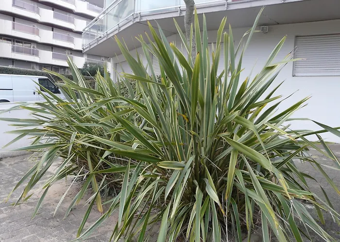 Arcachon Pereire Bord De Plage