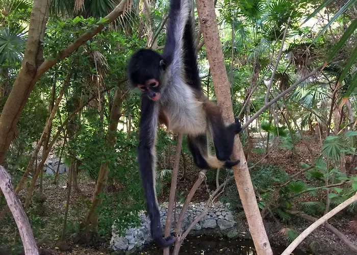 Sandos Caracol Nature Resort&Water Park All Inclusive