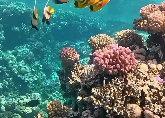 Domina Coral Bay Prestige