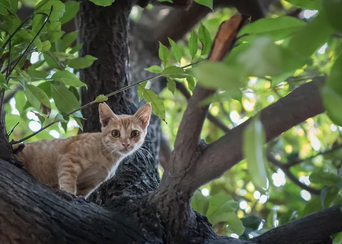 Hotel: Flowers & Fire Yoga Garden